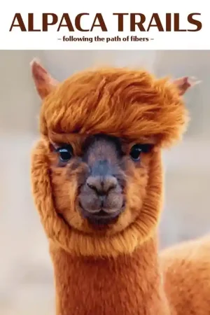 Bestseller Punto 76 Alpaca Trails - Lang Yarns