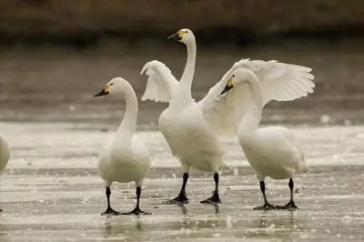 Actieprijs Diamond-Painting-DIY Drie Zwanen 55x75cm