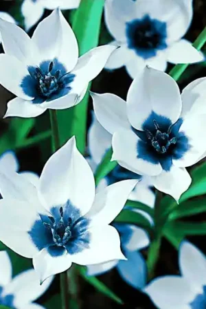 Wizardi Diamond Painting Kit Blue Eye Tulips WD034 Laatste Versie