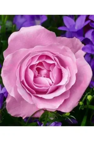 Wizardi Diamond Painting Kit Garden Rose WD2308 Hete Deal