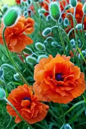 Bestel Nu Wizardi Diamond Painting Kit Poppie Field WD012