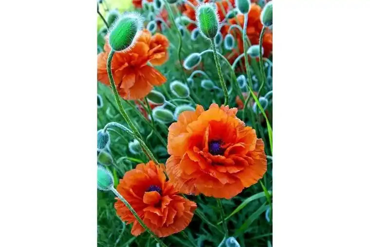 Bestel Nu Wizardi Diamond Painting Kit Poppie Field WD012