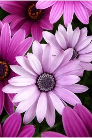 Wizardi Diamond Painting Kit Purple Daisies WD2306 Alleen Vandaag