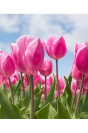 Wizardi Diamond Painting Kit Sky and Tulips WD2301 Fabrieksprijs