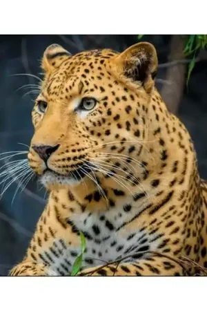 Wizardi Diamond Painting Kit Windmill in tulips WD3036 Weekendaanbieding