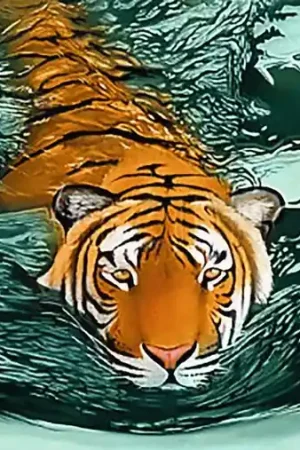 Wizardi Diamond Painting Kit Tiger Waters WD2413 Lage Prijs